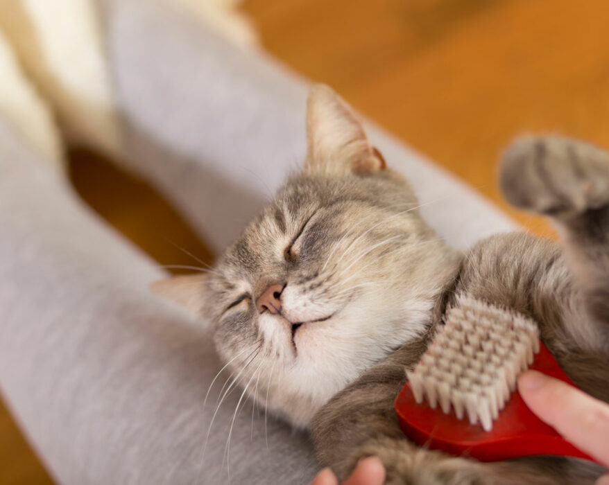 Katze bekommt eine Katzenmassage mit einer Massagebürste
