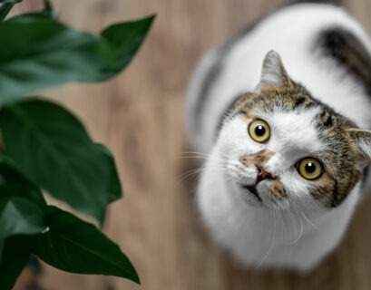 Aufgedrehte Katze steht vor einer Zimmerpflanze und will diese anspringen