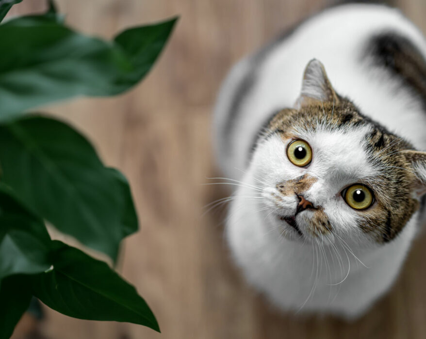 Aufgedrehte Katze steht vor einer Zimmerpflanze und will diese anspringen