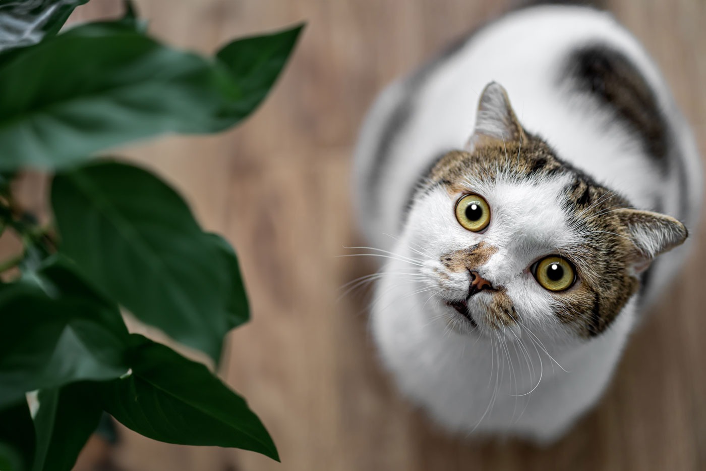 Aufgedrehte Katze steht vor einer Zimmerpflanze und will diese anspringen