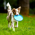 Hund spielt mit der Frisbee