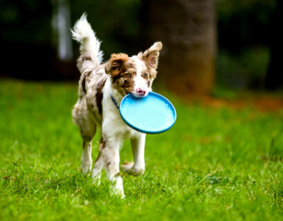 Hund spielt mit der Frisbee