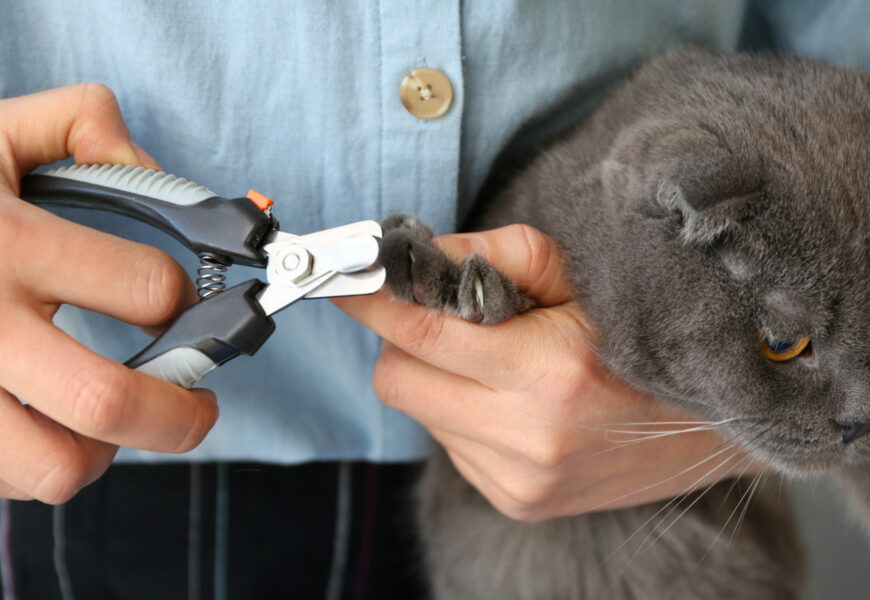 Katze wird mit einer Krallenschere die Krallen geschnitten