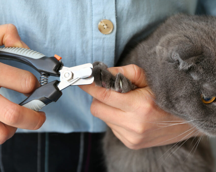 Katze wird mit einer Krallenschere die Krallen geschnitten