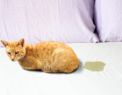 Niedliche Katze, die in der Nähe einer nassen oder pissigen Stelle auf dem Bett im Schlafzimmer sitzt