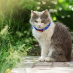 Katze trägt ein blaues Zeckenhalsband um den Hals