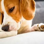 Beagle-Hund beißt sich die juckende Haut an den Beinen.