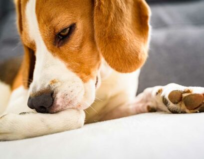 Beagle-Hund beißt sich die juckende Haut an den Beinen.