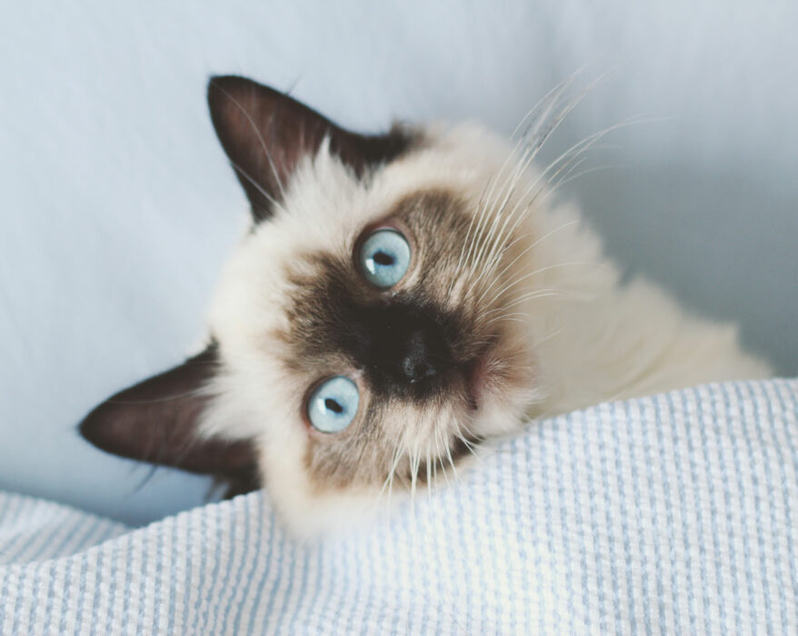 Ragdoll Katze schaut in die Kamera