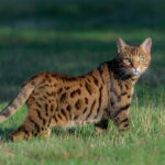 Bengalkatze streift über eine Wiese