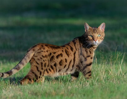 Bengalkatze streift über eine Wiese