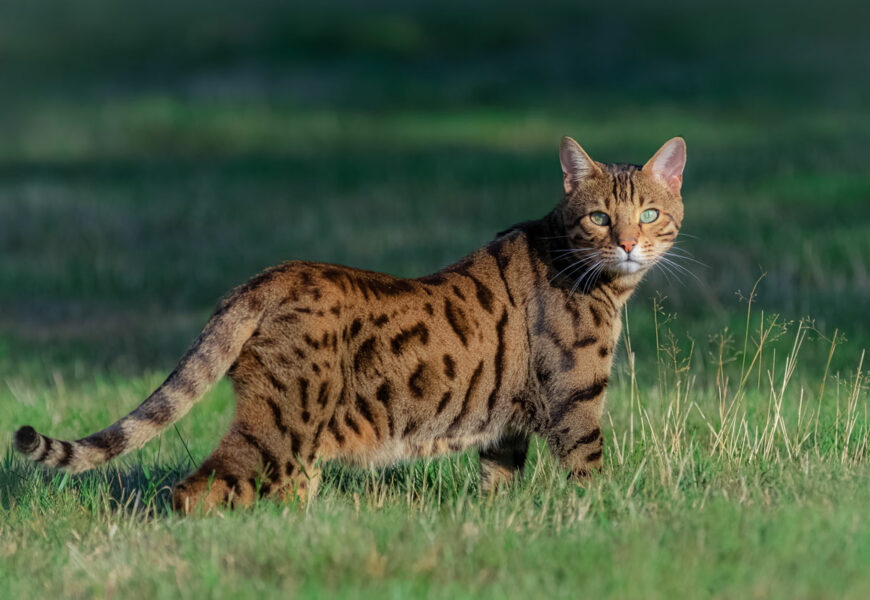 Bengalkatze streift über eine Wiese