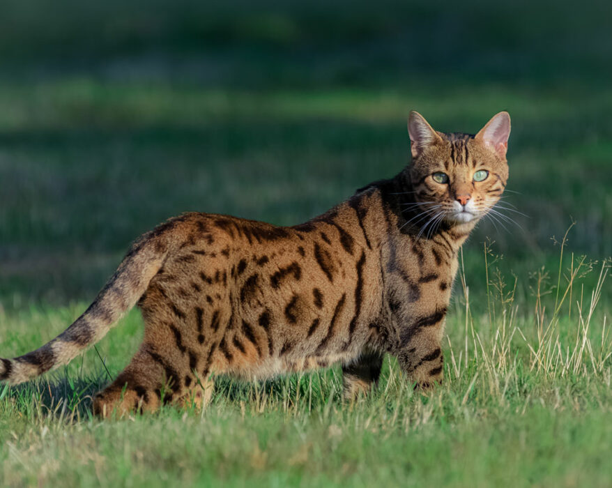 Bengalkatze streift über eine Wiese