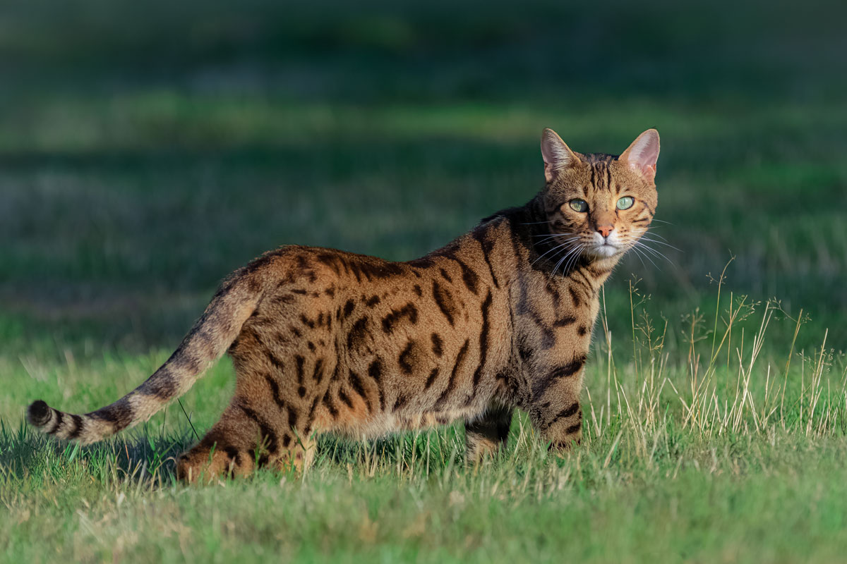 Bengalkatze streift über eine Wiese