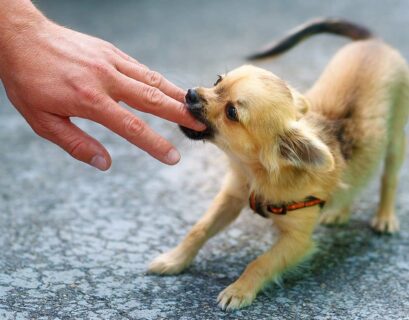 Kleiner Chihuahua beißt dem Besitzer in den Finger