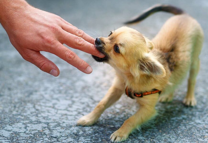 Kleiner Chihuahua beißt dem Besitzer in den Finger