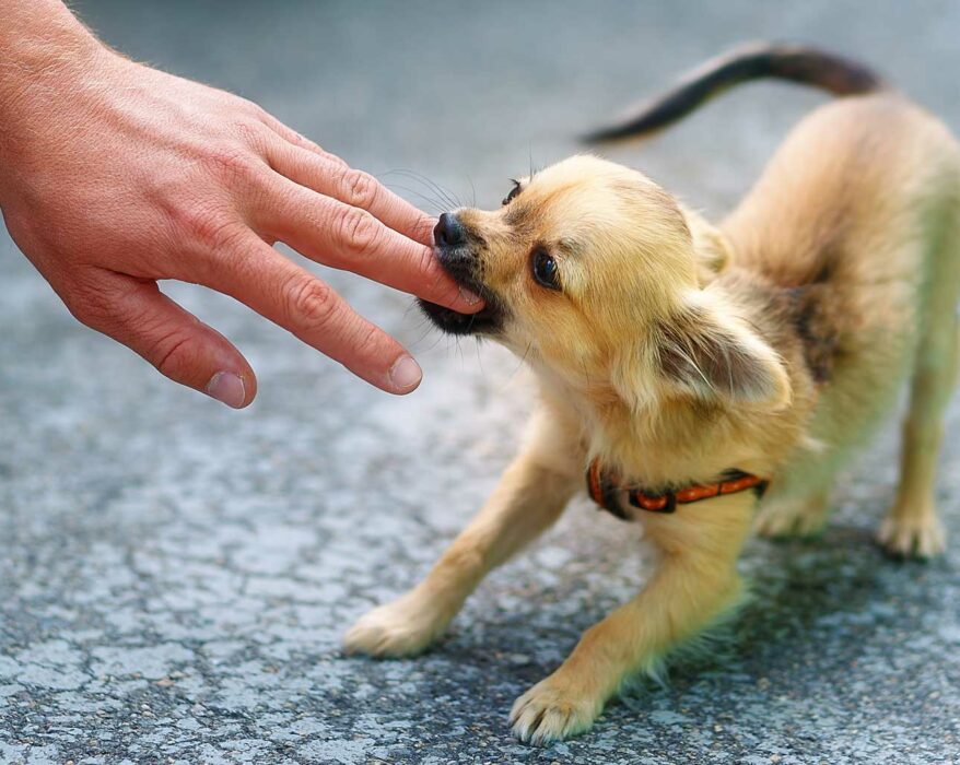 Kleiner Chihuahua beißt dem Besitzer in den Finger