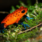 roter Pfeilgiftfrosch auf einem Stein