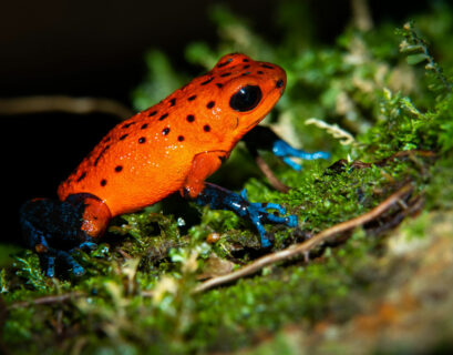 roter Pfeilgiftfrosch auf einem Stein