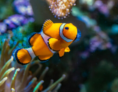 Clownfisch schwimmt in seinem Aquarium rum