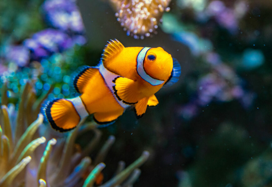 Clownfisch schwimmt in seinem Aquarium rum