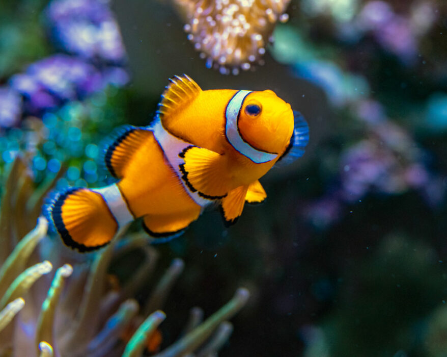 Clownfisch schwimmt in seinem Aquarium rum