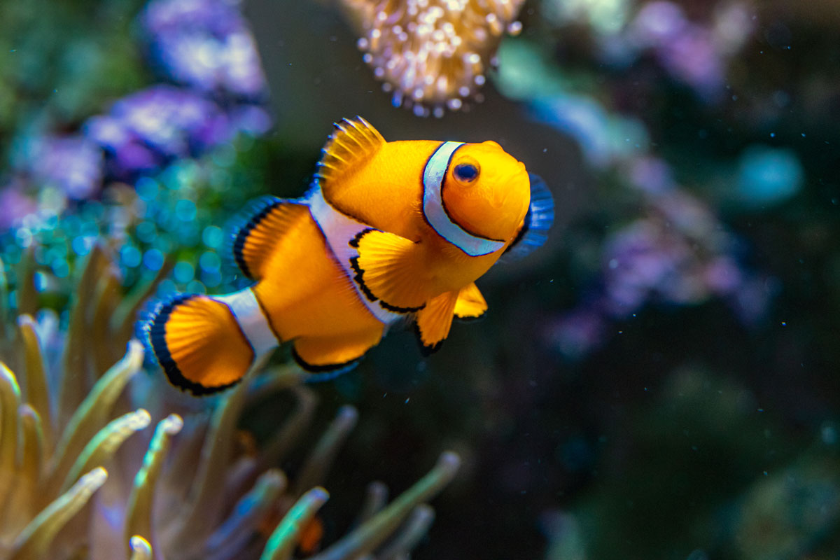 Clownfisch schwimmt in seinem Aquarium rum