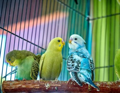 Zwei Wellensittiche sitzen zusammen auf einer Stange