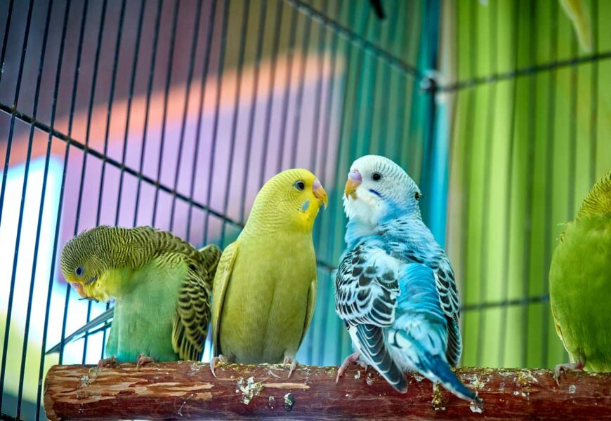 Zwei Wellensittiche sitzen zusammen auf einer Stange