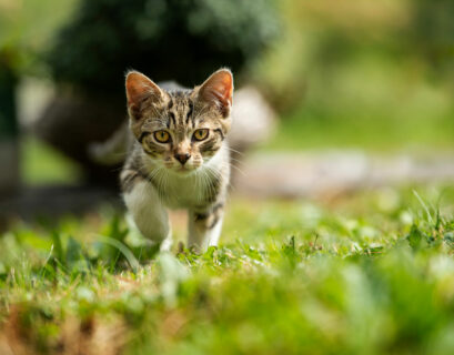 Kleine Katze läuft über eine Wiese