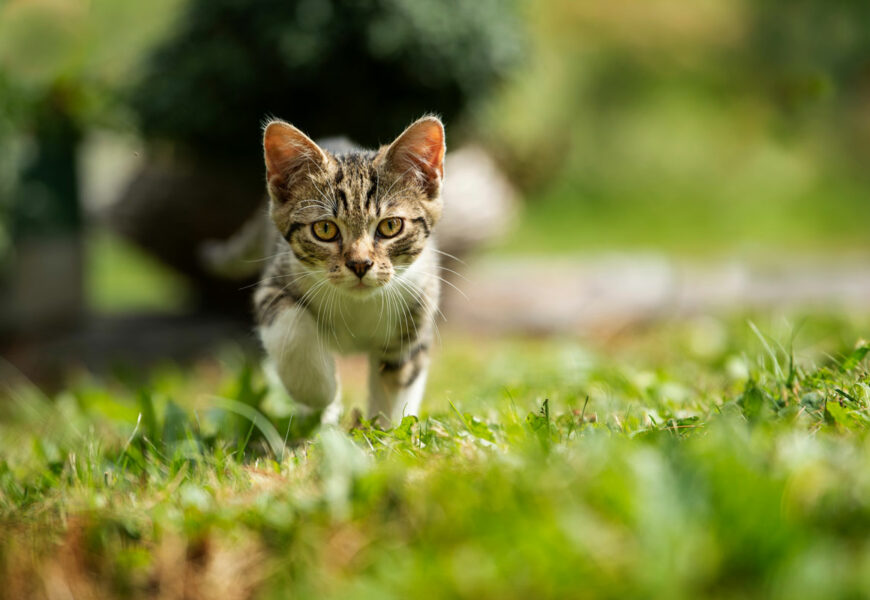 Kleine Katze läuft über eine Wiese