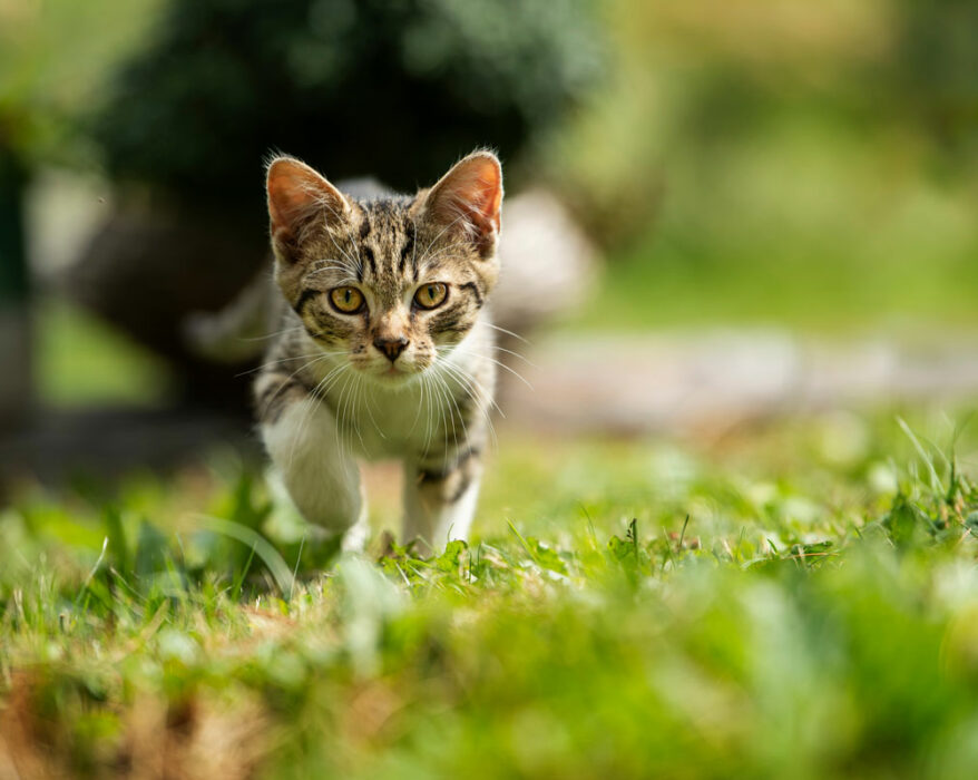 Kleine Katze läuft über eine Wiese