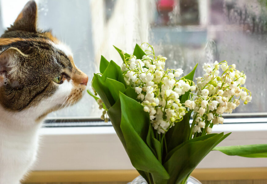 Katze schnuppert an einer Zimmerpflanze