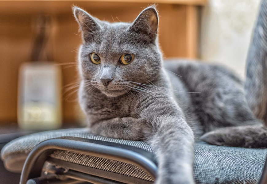 Katzenrasse Russisch blau schaut in die Kamera