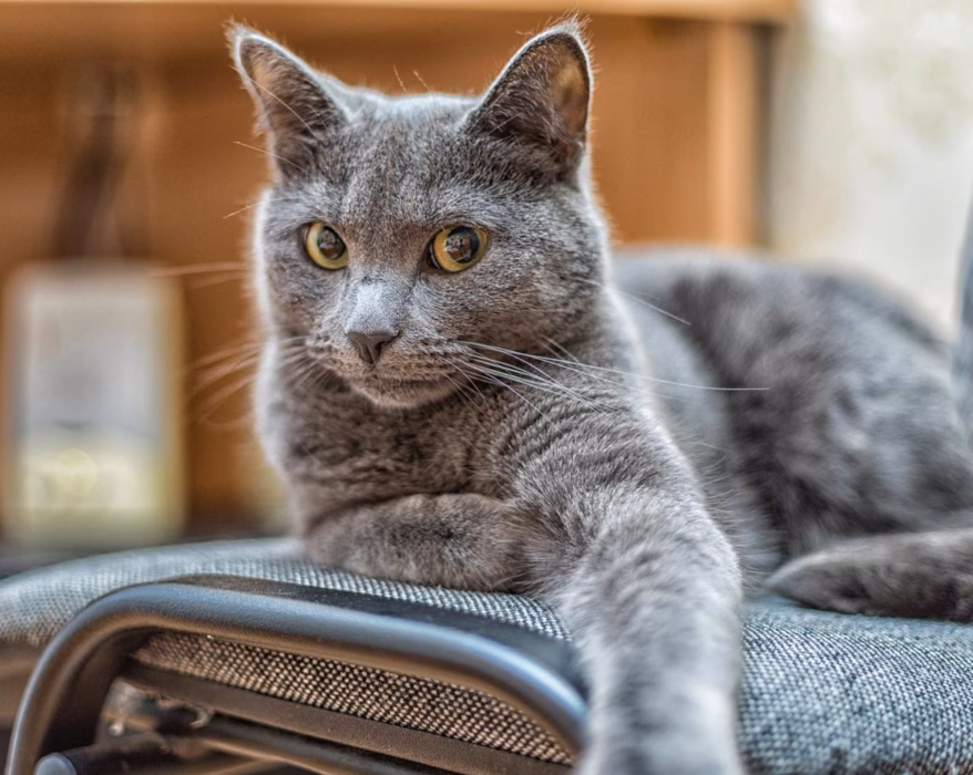 Katzenrasse Russisch blau schaut in die Kamera
