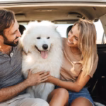 Junges Paar sitzt mit einem Samojeden Hund hinten im Kofferraum eines Autos