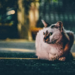 gray cat laying on road