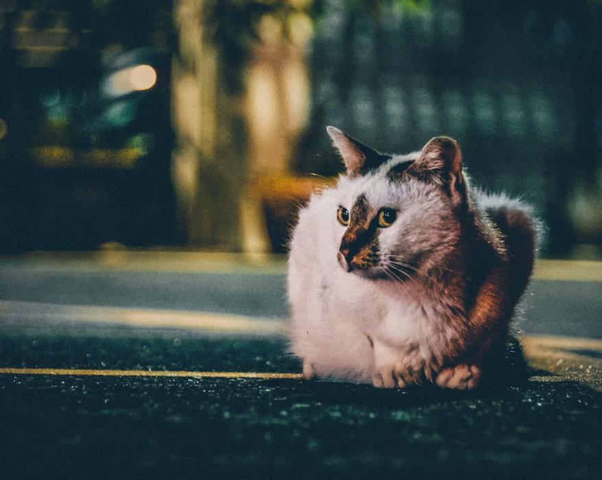 gray cat laying on road