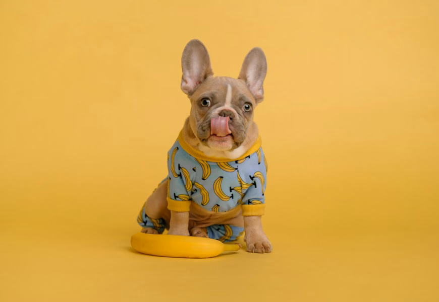 Kleiner Hund sitzt vor einer Banane