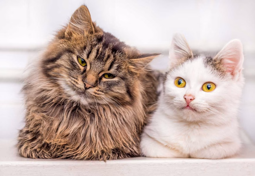 Links ein dicker, brauner Kater mit einer weißen Katze rechts