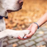 Hund gibt seinem neuen Herrchen liebevoll die Pfote