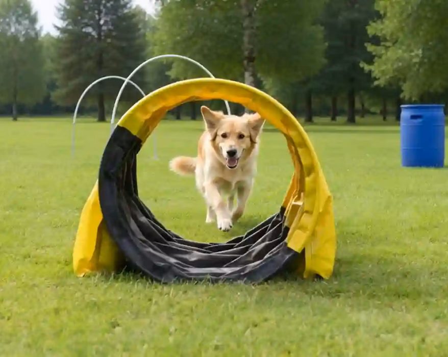 Hund macht Hoopers Hundesport