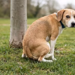 Hund hat Gardien und hat Durchfall