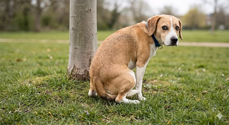 Giardien beim Hund – Chronischer Durchfall beim Vierbeiner